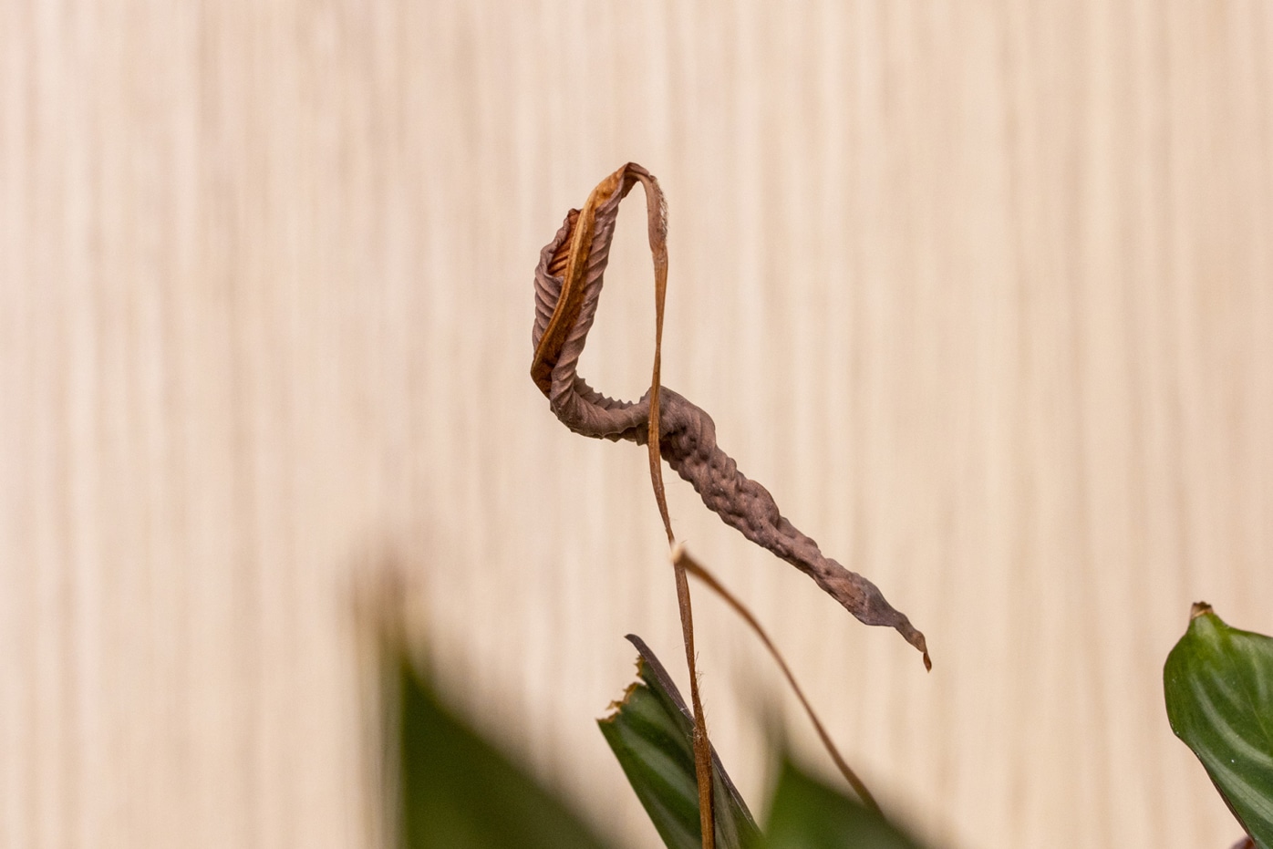 Calathea bekommt braune Blätter wie retten?