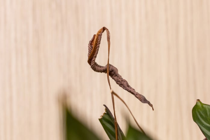 braunes Blatt an einer Calathea