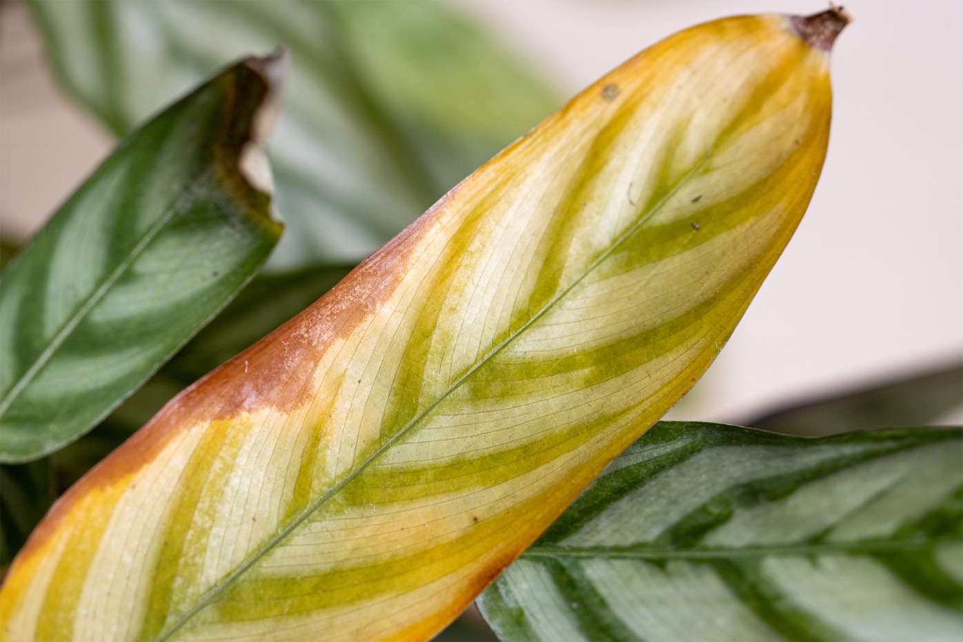 Calathea hat gelbe Blätter wie retten?