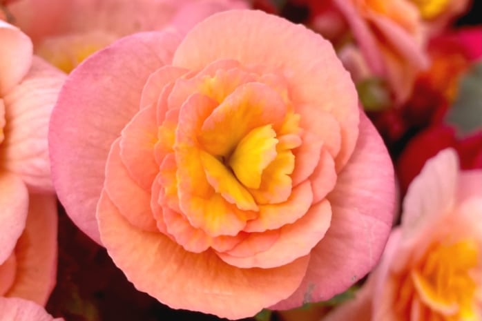 Elatior-Begonie (Begonia x hiemalis)