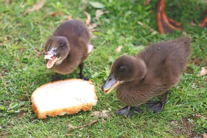 Entenküken fressen Brotscheibe