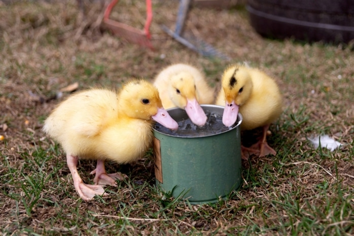 Entenküken trinken aus Wassertasse