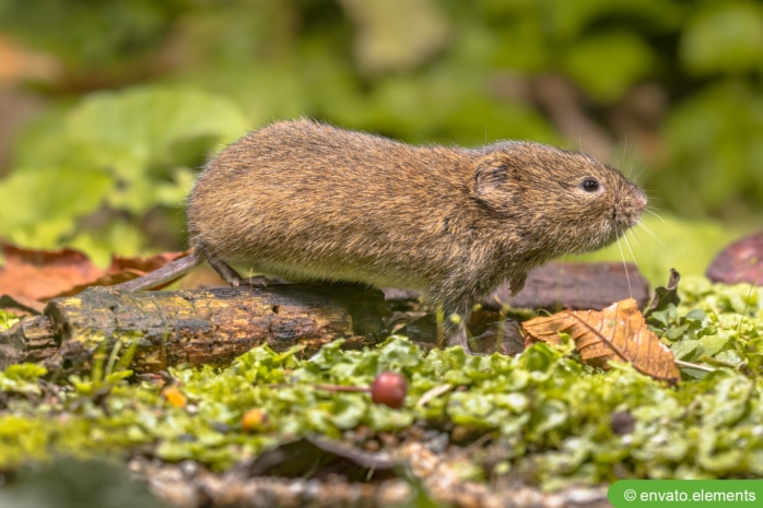 Erdmaus (Microtus agrestis)