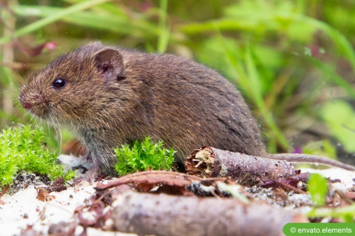 Feldmaus (Microtus arvalis)