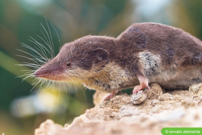 Feldspitzmaus (Crocidura leucodon)