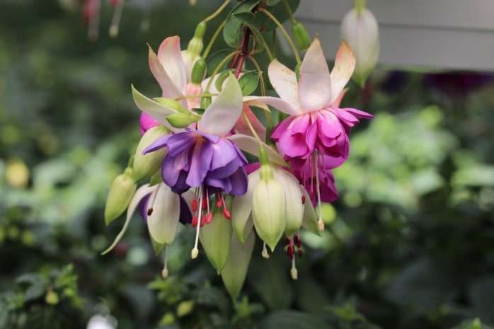 Fuchsien (Fuchsia)