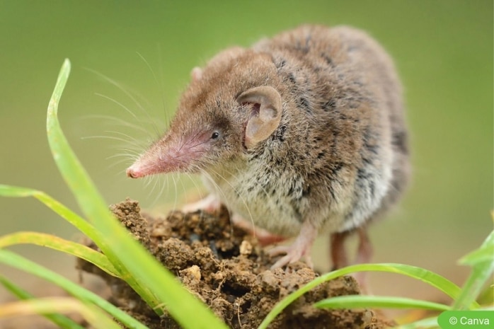 Gartenspitzmaus (Crocidura suaveolens)