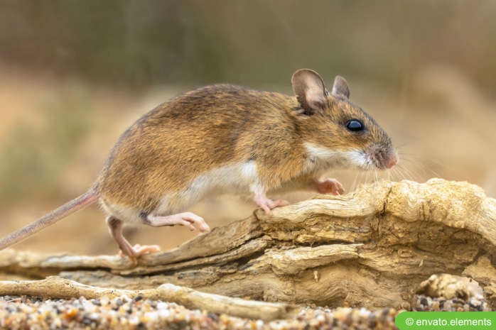 Gelbhalsmaus (Apodemus flavicollis)