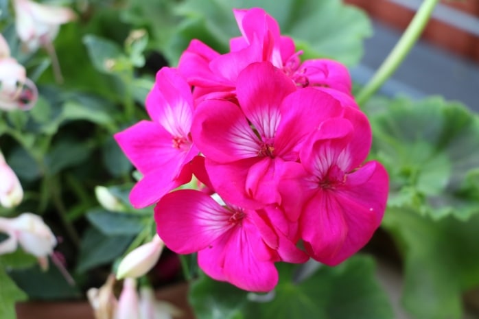 Geranie (Pelargonium)