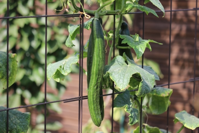 Gurken (Cucumis sativus)