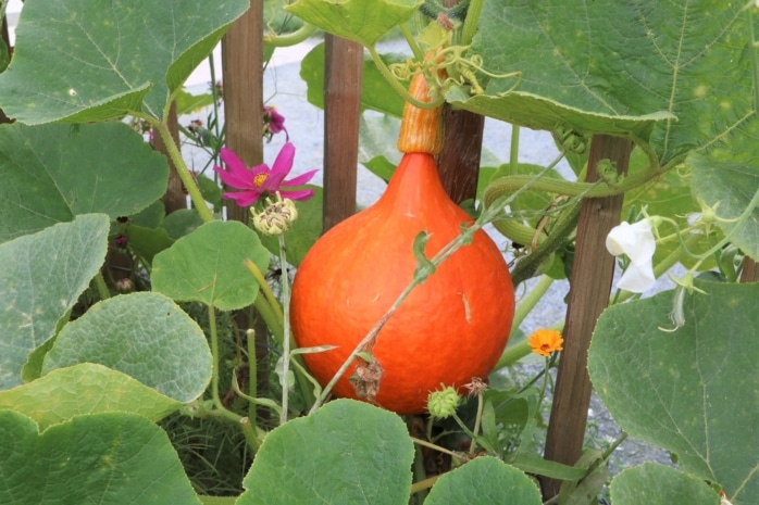 Hokkaido-Kürbis (Cucurbita maxima)