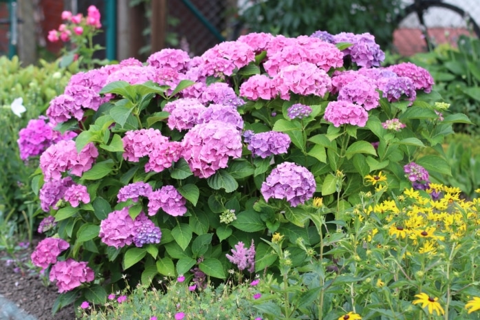 Hortensien (Hydrangea)