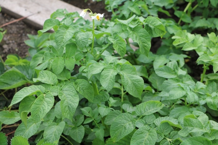 Kartoffelpflanze (Solanum tuberosum)
