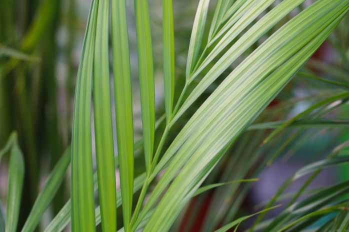 Kentia-Palme (Howea forsteriana)