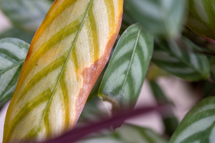 Korbmarante (ctenanthe setosa) mit gelben Blatt