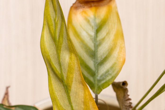 gelbes Blatt bei einer Calathea 