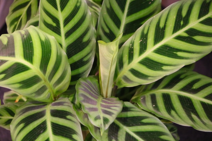 Korbmarante (Calathea)