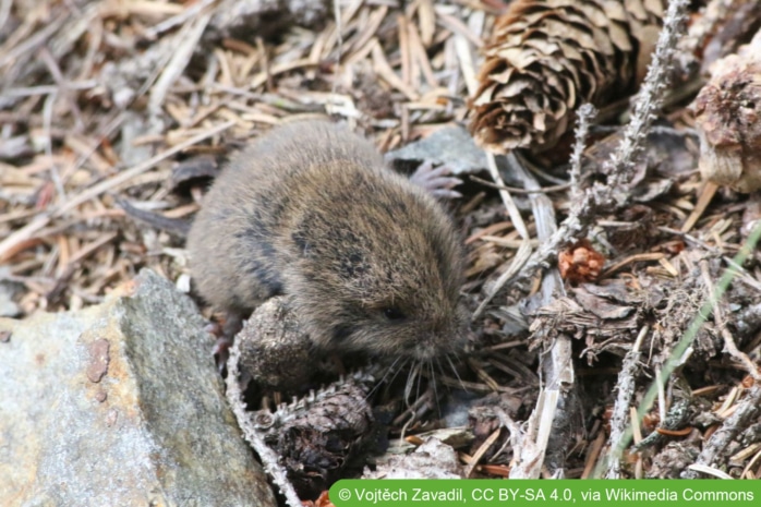 Kurzohrmaus (Microtus subterraneus)