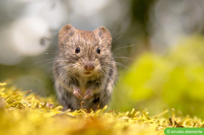 Mäusearten in Deutschland - Rötelmaus (Myodes glareolus)