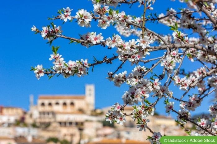 Mandelblüte auf Mallorca, Blick auf Selva