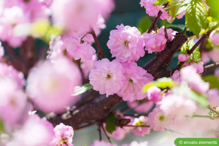 Mandelbaum mit rosafarbenen Blüten