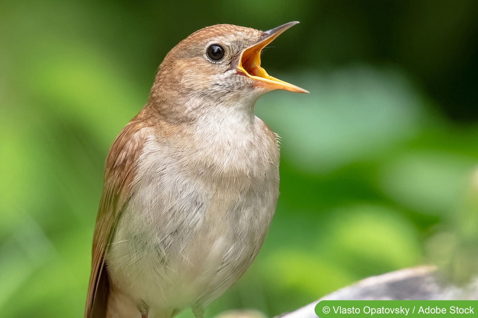 Welcher Vogel singt abends um 22 Uhr?