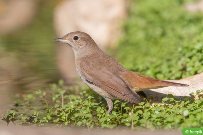 Nachtigall (Luscinia megarhynchos)