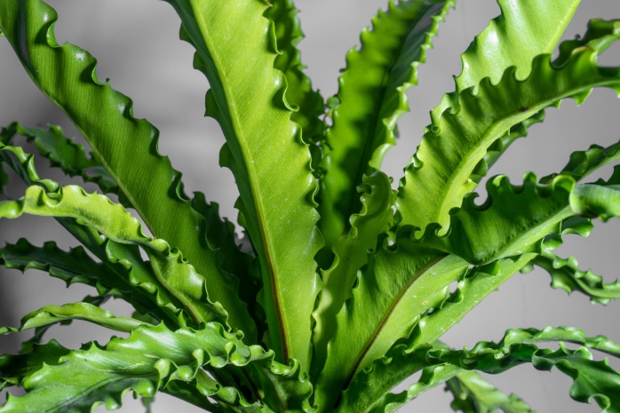 Nestfarn (Asplenium nidus)