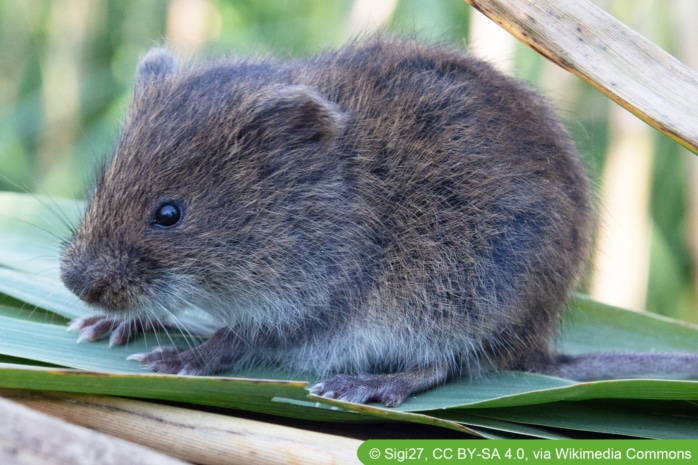 Nordische Wühlmaus (Microtus oeconomus)