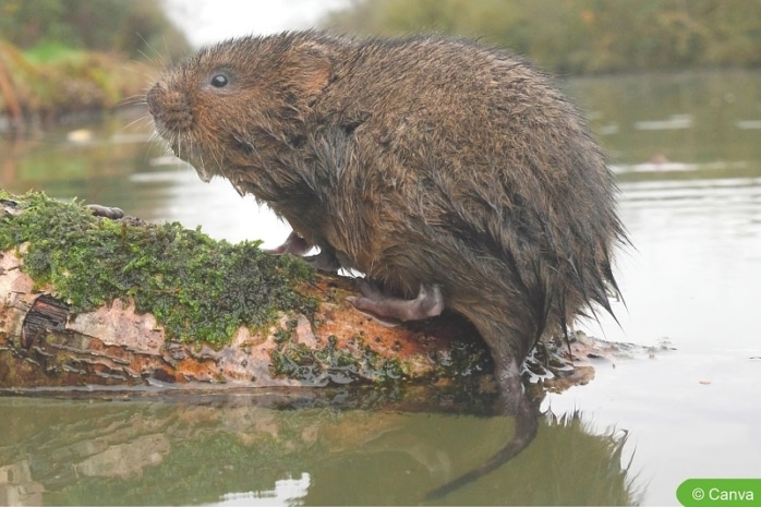 Ostschermaus (Arvicola amphibius)