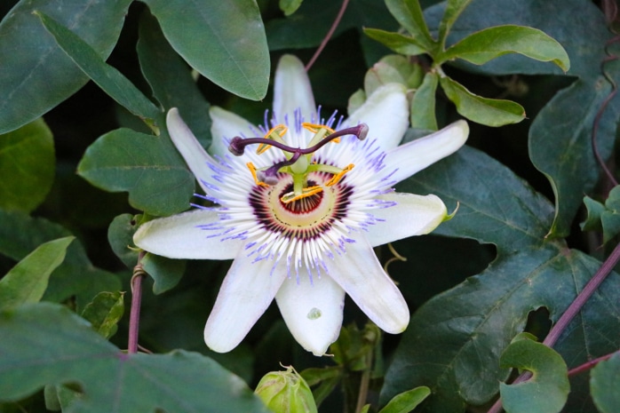 Passionsblume (Passiflora)