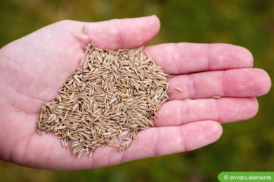 Rasensamen mit der Hand aufstreuen