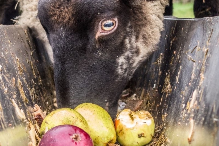 Schaf frisst Äpfel