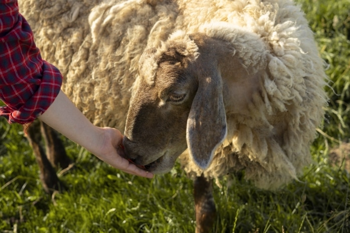 Schaf per Hand füttern