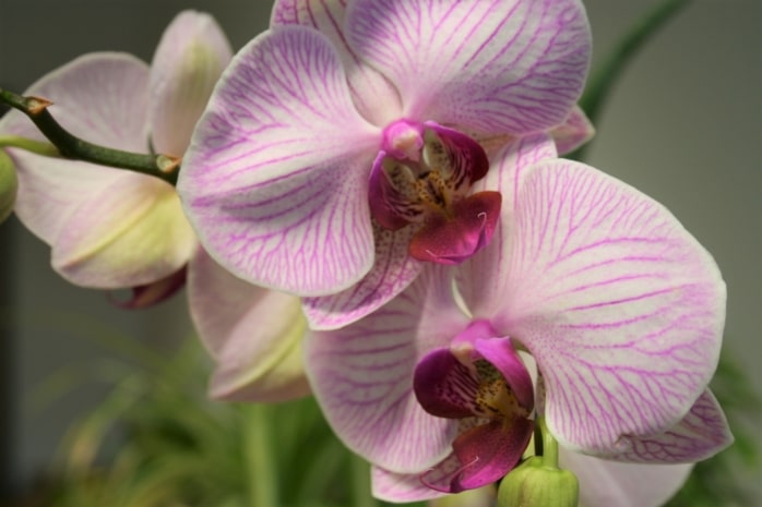 Schmetterlingsorchidee (Phalaenopsis)