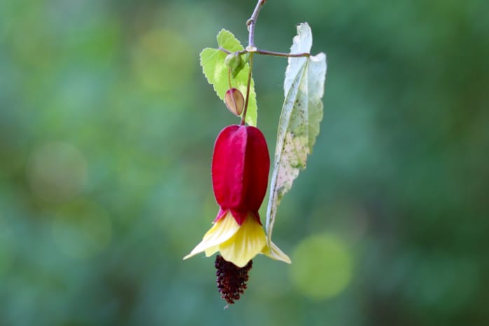 Schönmalve (Abutilon)