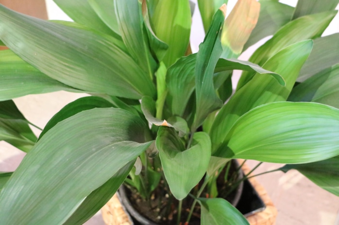 Schusterpalme (Aspidistra)