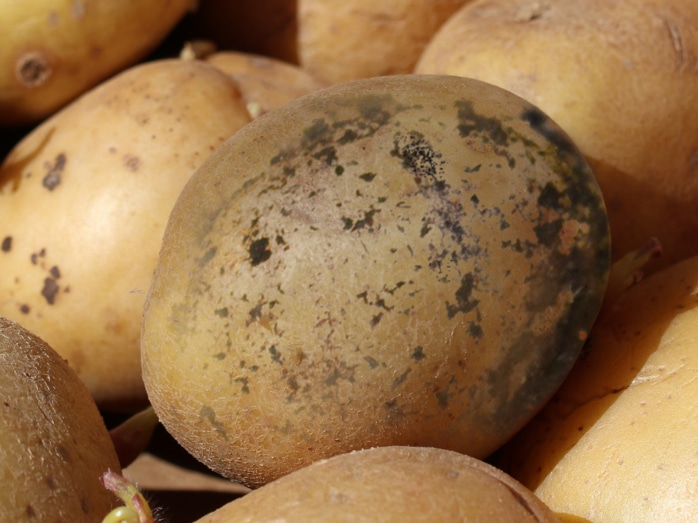 Schwarze Flecken an Kartoffeln: noch verwerten?