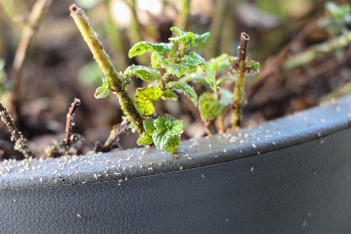 Spinnmilben an Pfefferminze (Mentha piperita) 