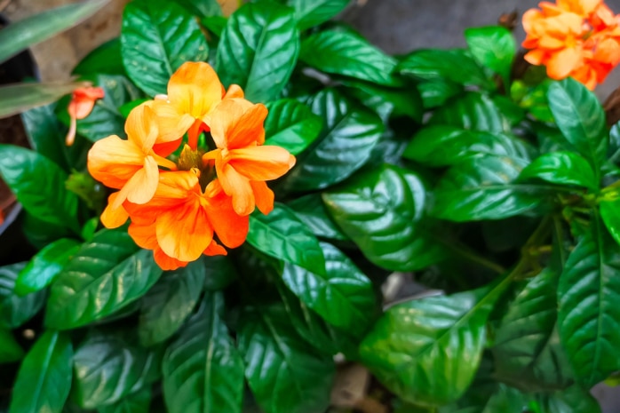 Tapirblume (Crossandra infundibuliformis)