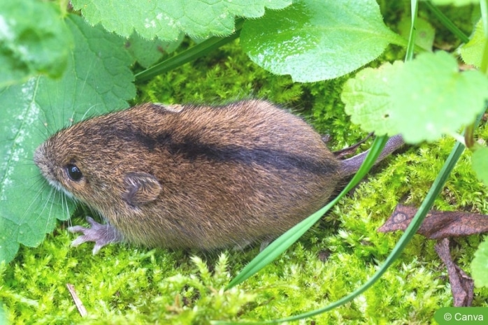 Waldbirkenmaus (Sicista betulina)