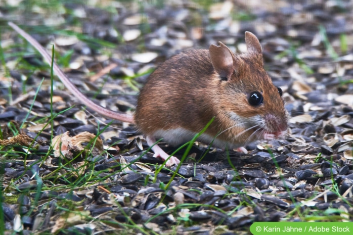 Waldmaus (Apodemus sylvaticus)