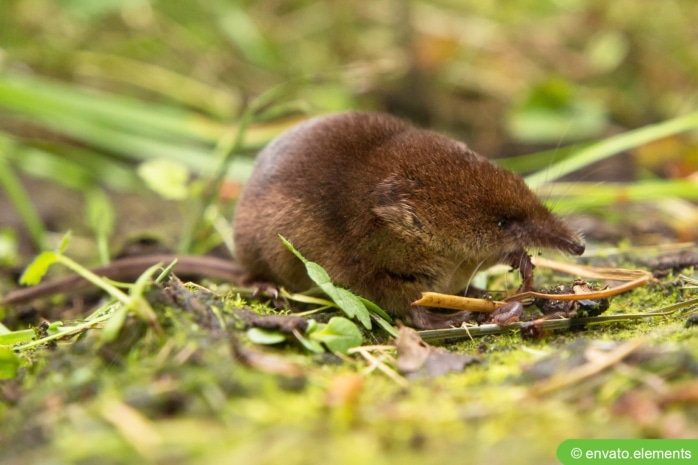 Waldspitzmaus (Sorex araneus)