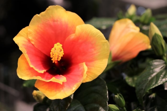 Zimmerhibiskus (Hibiscus rosa-sinensis)