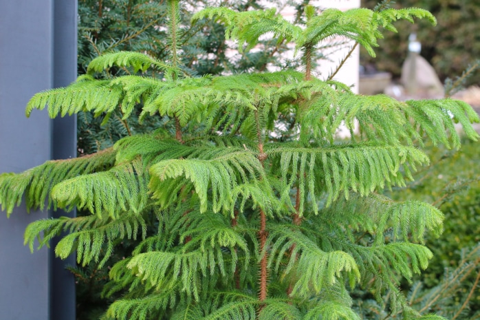 Zimmertanne (Araucaria heterophylla)