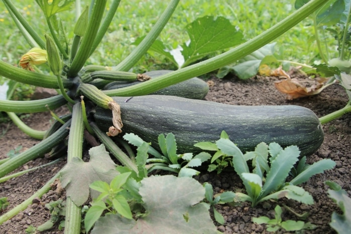 Zucchini (Cucurbita pepo)