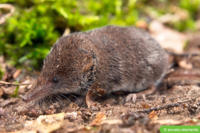 Zwergspitzmaus (Sorex minutus)