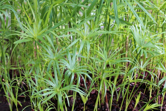 Zyperngras (Cyperus alternifolius)