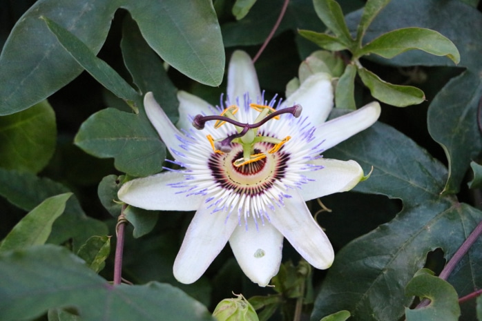 Passionsblumen (Passiflora caerulea)