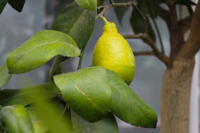 Zitronenbaum (Citrus limon)
